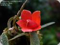 Dendrobium cuthbertsonii (rot)